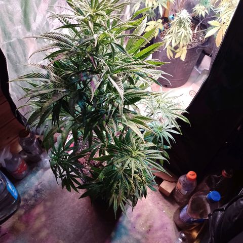 Celeste  growlog photo: Quedó el indoor para ella 😁💞🤩🤩😍