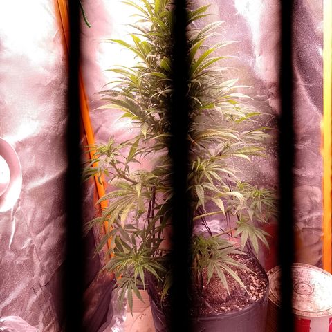 Celeste  growlog photo: Quedó el indoor para ella 😁💞🤩🤩😍
