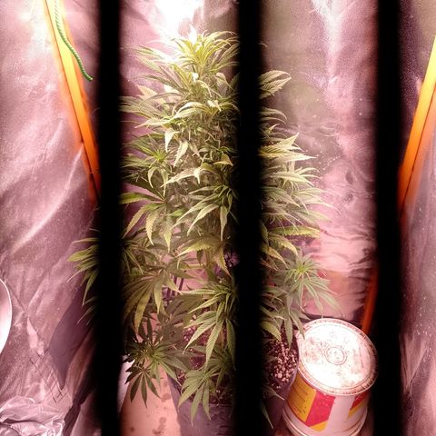 Celeste  growlog photo: Quedó el indoor para ella 😁💞🤩🤩😍