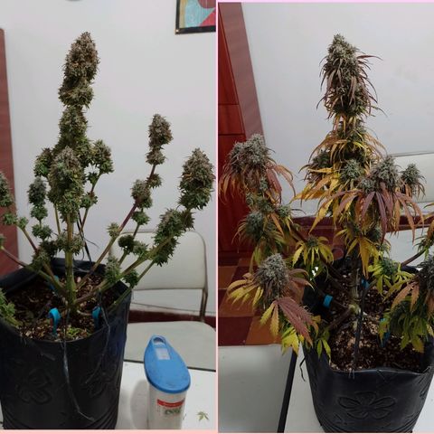 Celeste  growlog photo: 👍🏼