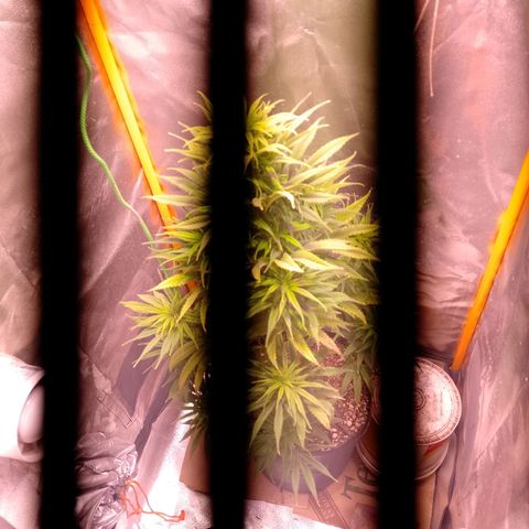 Celeste  growlog photo: Regular de 79 días de vida.