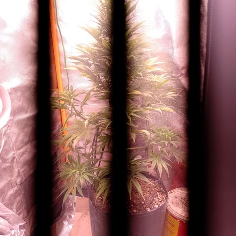 Celeste  growlog photo: Regular de 79 días de vida.
