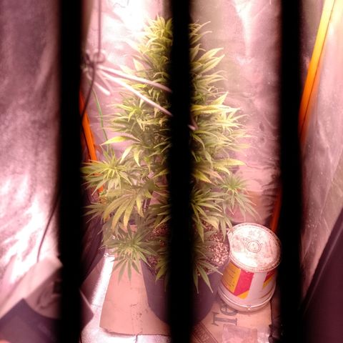 Celeste  growlog photo: Regular de 79 días de vida.