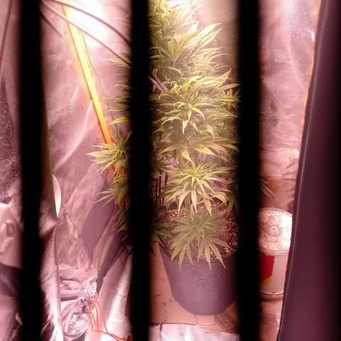 Celeste  growlog photo: Regular de 79 días de vida.
