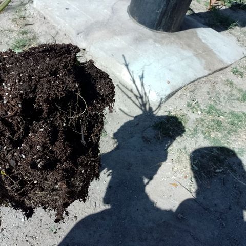 Celeste  growlog photo: Sistema radicular.