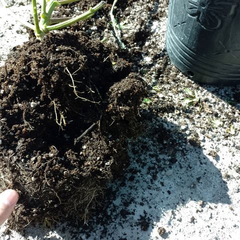 Celeste  growlog photo: Sistema radicular.