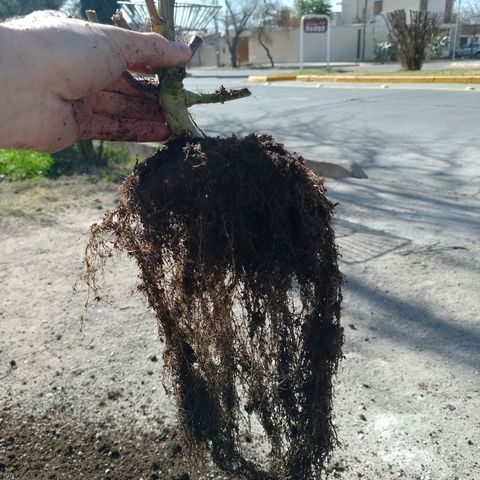 Celeste  growlog photo: Sistema radicular.