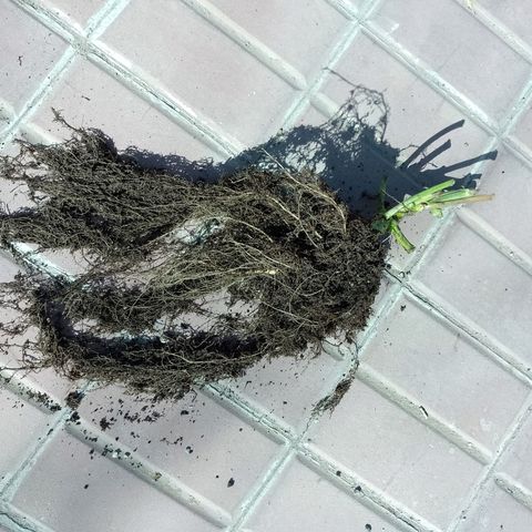 Celeste  growlog photo: Sistema radicular.