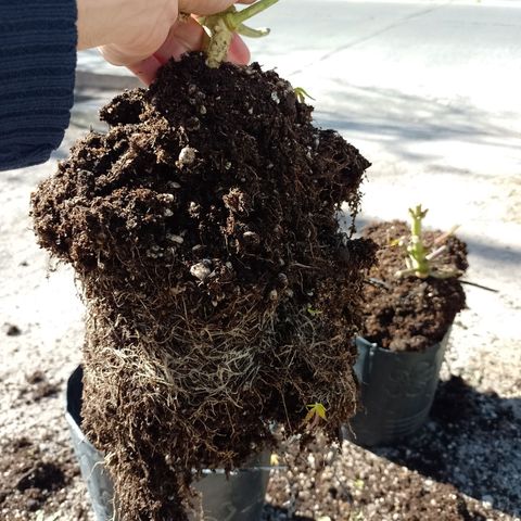 Celeste  growlog photo: Sistema radicular.