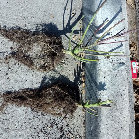 Celeste  growlog photo: Sistema radicular.