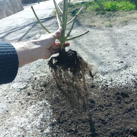 Celeste  growlog photo: Sistema radicular.