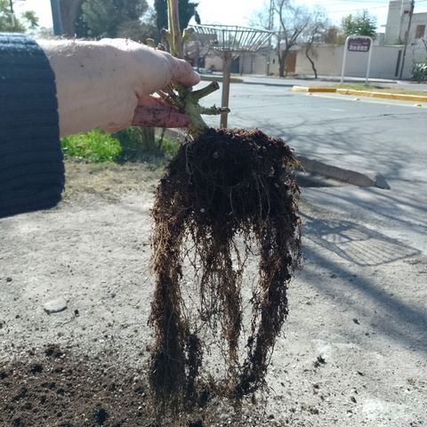 Celeste  growlog photo: Sistema radicular.