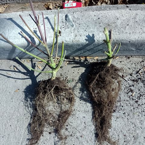 Celeste  growlog photo: Sistema radicular.