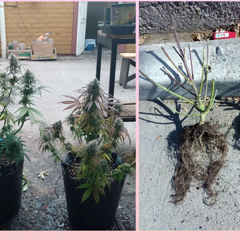 Celeste  growlog timeline photo