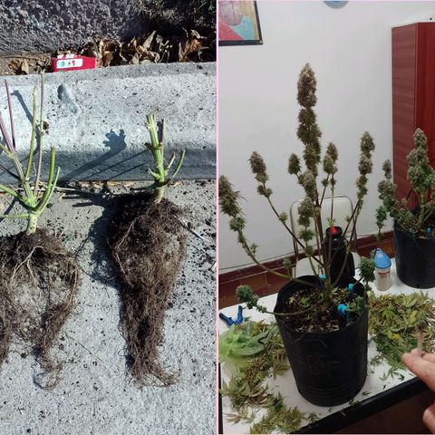 Celeste  growlog timeline photo