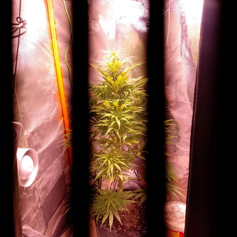 Celeste  growlog photo: Se nota un poco seca, incluso sus nuevos brotes están secos y quebradizos. Falta de agua. 
