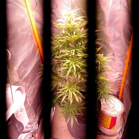 Celeste  growlog photo: Se nota un poco seca, incluso sus nuevos brotes están secos y quebradizos. Falta de agua. 