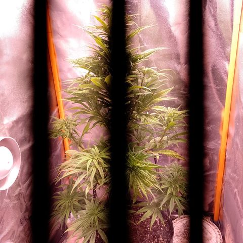 Celeste  growlog photo: Se sigue aplicando LST de bajo estrés con 2 ramas superiores.