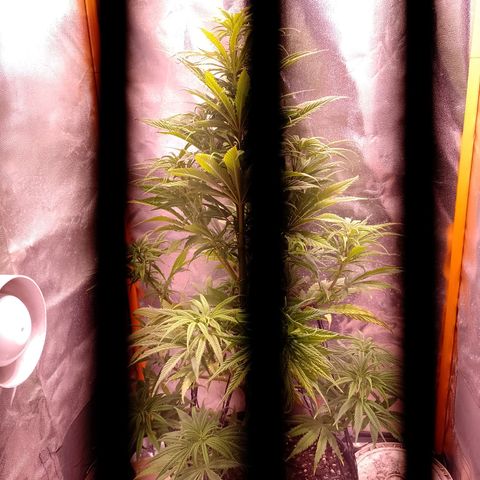 Celeste  growlog photo: Se sigue aplicando LST de bajo estrés con 2 ramas superiores.