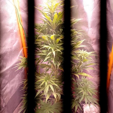 Celeste  growlog photo: Se sigue aplicando LST de bajo estrés con 2 ramas superiores.