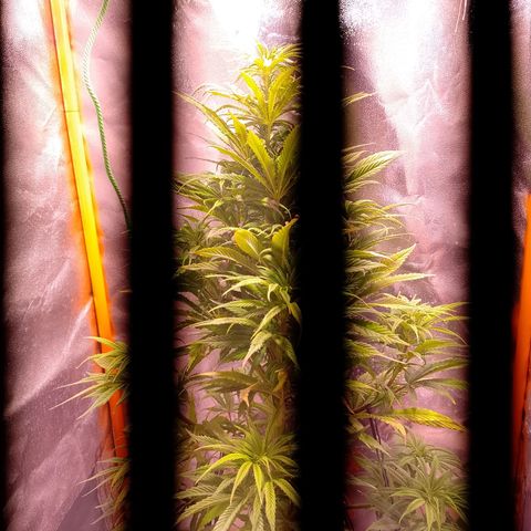 Celeste  growlog photo: Se sigue aplicando LST de bajo estrés con 2 ramas superiores.