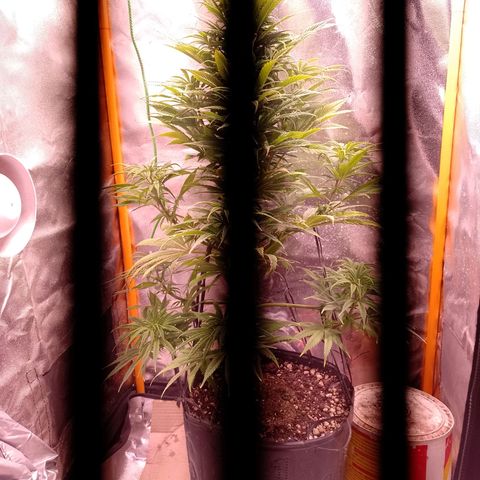 Celeste  growlog photo: Se sigue aplicando LST de bajo estrés con 2 ramas superiores.