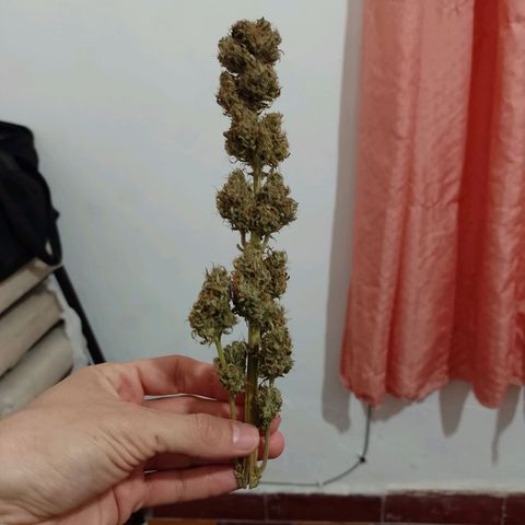 Celeste  growlog photo: Va quedando el pollo.