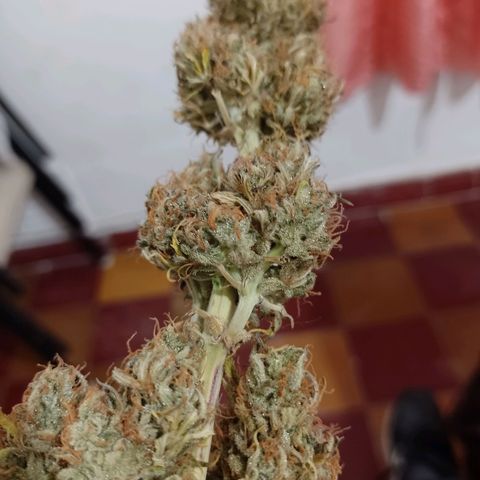 Celeste  growlog photo: Va quedando el pollo.
