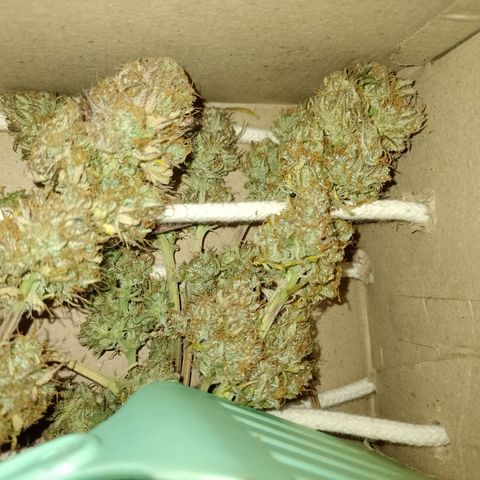 Celeste  growlog photo: Va quedando el pollo.