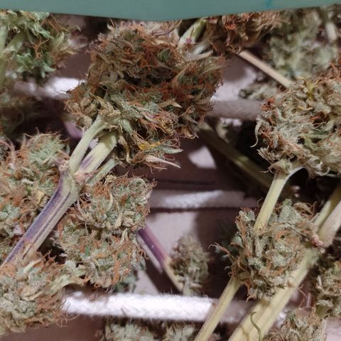 Celeste  growlog photo: Va quedando el pollo.