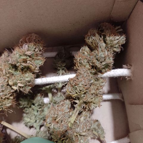 Celeste  growlog photo: Va quedando el pollo.