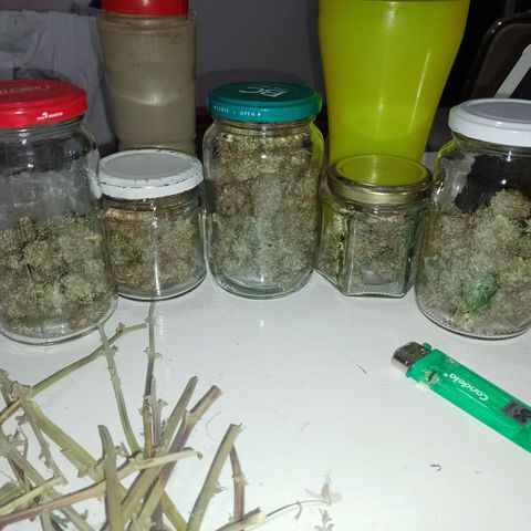 Celeste  growlog photo: Se enfrascó el cogollo. 
