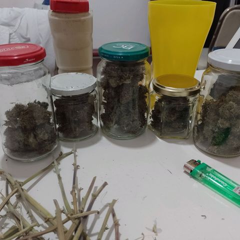 Celeste  growlog photo: Se enfrascó el cogollo. 