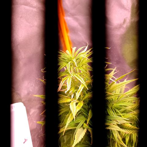 Celeste  growlog timeline photo