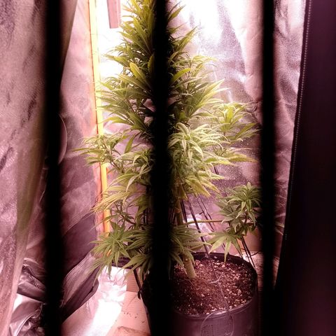 Celeste  growlog timeline photo
