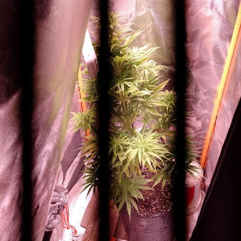 Celeste  growlog timeline photo