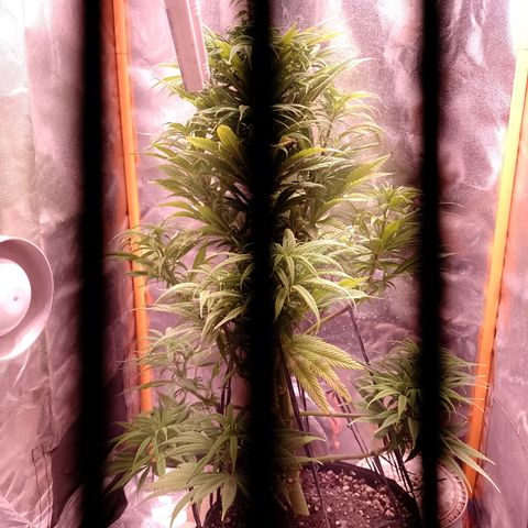 Celeste  growlog photo: Va mejorando. 