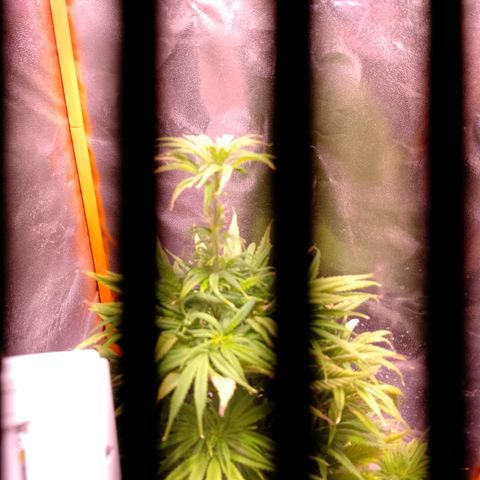 Celeste  growlog photo: Defoliación, se quitaron hojas viejas y nuevas.