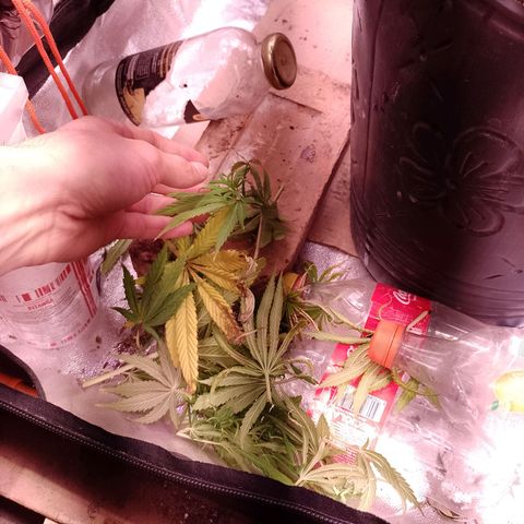 Celeste  growlog photo: Defoliación, se quitaron hojas viejas y nuevas.