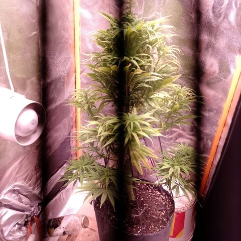 Celeste  growlog photo: Defoliación, se quitaron hojas viejas y nuevas.