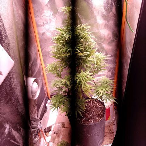 Celeste  growlog photo: Defoliación, se quitaron hojas viejas y nuevas.