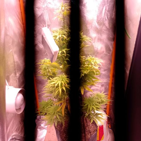 Celeste  growlog photo: Un poco seca,