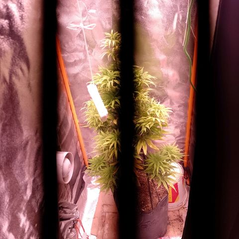Celeste  growlog photo: Un poco seca,