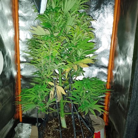 Celeste  growlog timeline photo