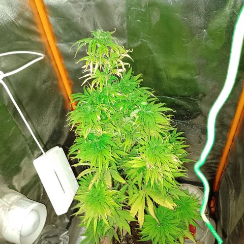 Celeste  growlog timeline photo