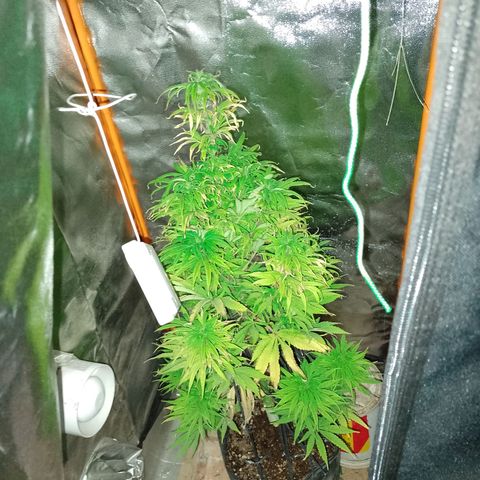 Celeste  growlog timeline photo