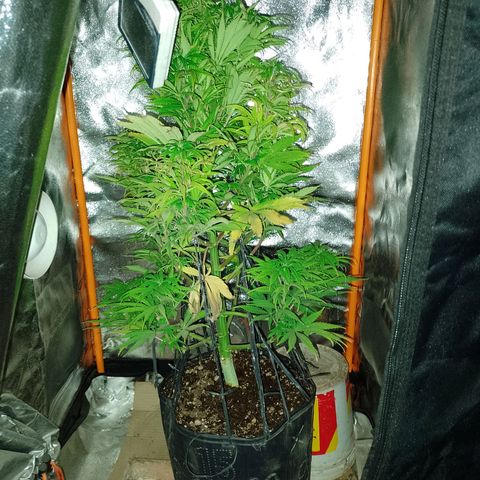 Celeste  growlog timeline photo
