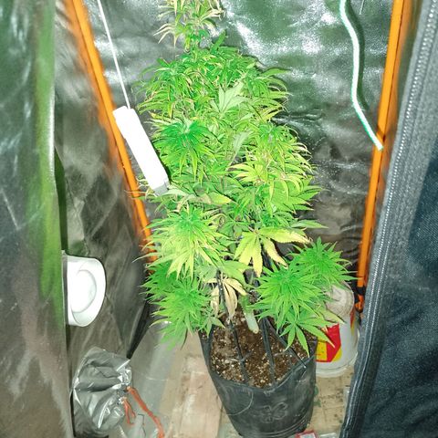 Celeste  growlog timeline photo