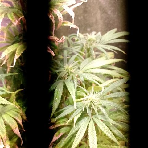 Celeste  growlog photo: Comienza de Flora. 💖😍