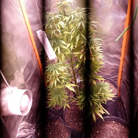 Celeste  growlog photo: Comienza de Flora. 💖😍